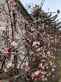 Kalina vonná (Viburnum farreri)