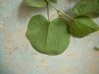 Zmarlika Jidášova (Cercis siliquastrum)