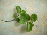 Zmarlika Jidášova (Cercis siliquastrum)