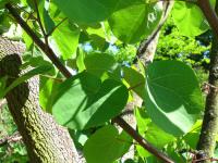 Zmarlika Jidášova (Cercis siliquastrum)