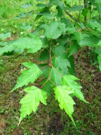 Javor ginnala (Acer ginnala)