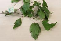 Javor ginnala (Acer ginnala)