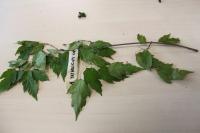 Javor ginnala (Acer ginnala)