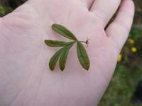 Mochnovec křovitý (Dasiphora fruticosa)