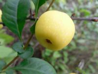 Kdoulovec japonský (Chaenomeles japonica)