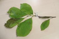 Šácholan Soulangeův (Magnolia x soulangeana)