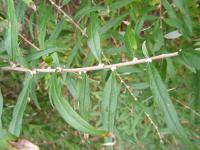 Komule střídavolistá (Buddleja alternifolia) Komule střídavolistá (Buddleja alternifolia)