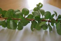 Dřišťál Thunbergův (Berberis thunbergii)