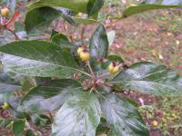 Hloh kožolistý (Crataegus x lavallei)