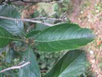 Hloh kožolistý (Crataegus x lavallei)