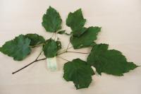 Javor tatarský (Acer tataricum)