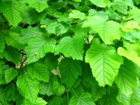 Javor tatarský (Acer tataricum)