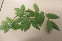 Zelkova pilovitá (Zelkova serrata)