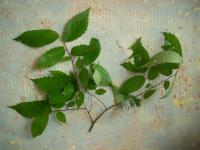 Zelkova pilovitá (Zelkova serrata)