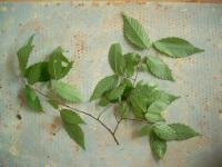 Zelkova pilovitá (Zelkova serrata)