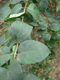 Zimolez tatarský (Lonicera tatarica)