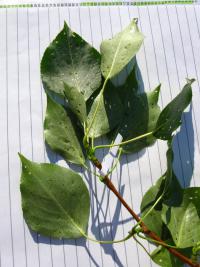 Topol Simonův (Populus simonii)