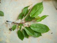 Višeň obecná (Prunus cerasus) Višeň obecná (Prunus cerasus)