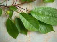 Višeň obecná (Prunus cerasus) Višeň obecná (Prunus cerasus)