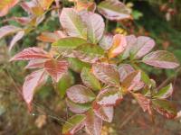 Růže mnohokvětá (Rosa multiflora)