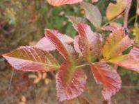 Růže mnohokvětá (Rosa multiflora)