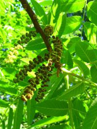 Ořešák černý (Juglans nigra)