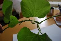 Podražec velkolistý (Aristolochia macrophylla) Podražec velkolistý (Aristolochia macrophylla)
