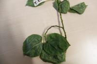 Lípa zelená (Tilia euchlora)