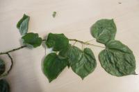 Lípa zelená (Tilia euchlora)