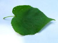 Lípa zelená (Tilia euchlora)