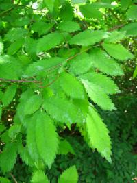 Zelkova habrolistá (Zelkova carpinifolia)