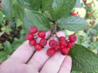 Skalník puchýřnatý (Cotoneaster bullatus)