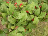 Skalník puchýřnatý (Cotoneaster bullatus)