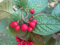 Skalník puchýřnatý (Cotoneaster bullatus)