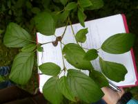 Svída výběžkatá (Cornus sericea)