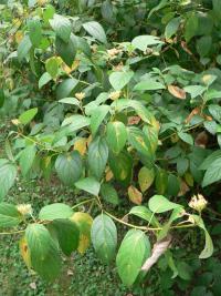 Svída výběžkatá (Cornus sericea)