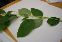 Svída výběžkatá (Cornus sericea)