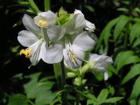 Jirnice modrá (Polemonium caeruleum)