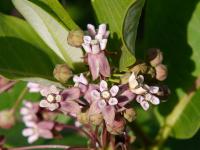 Klejicha hedvábná (Asclepias syriaca)