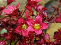 Lomikámen Arendsův (Saxifraga x arendsii) Lomikámen Arendsův (Saxifraga x arendsii)