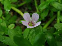 Bakopa drobnolistá (Bacopa monnieri) Bakopa drobnolistá (Bacopa monnieri)
