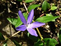 Barvínek bylinný (Vinca herbacea)