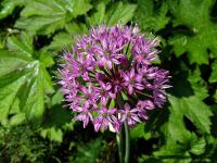 Česnek stopečkatý (Allium stipitatum)