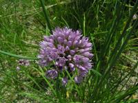 Česnek stopečkatý (Allium stipitatum)