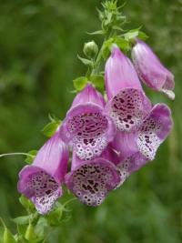 Náprstník červený (Digitalis purpurea)