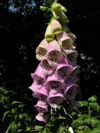 Náprstník červený (Digitalis purpurea)