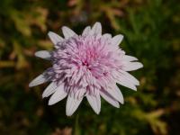 Kopretinovec dřevnatý (Argyranthemum frutescens)