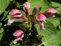 Hluchavka šalvějová (Lamium orvala)