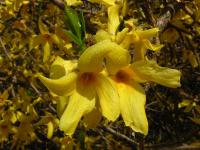 Forzýtie ztepilá (Forsythia suspensa)