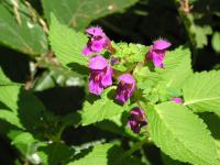 Konopice pýřitá (Galeopsis pubescens)